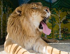 Лигр Кузя. Родился от льва и тигрицы.