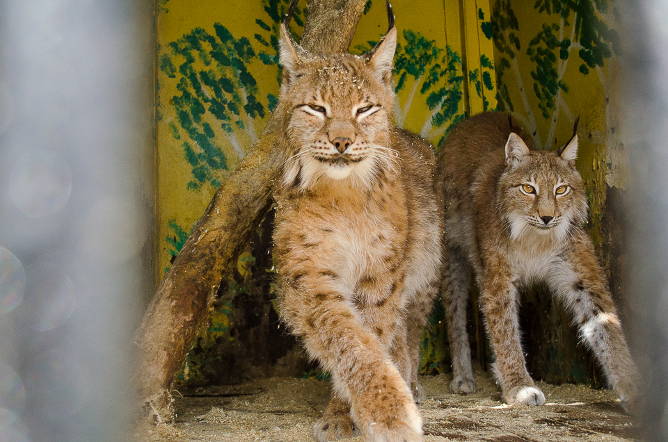 Сибирские рыси. Им по три года, одна из самок в июле родит.
