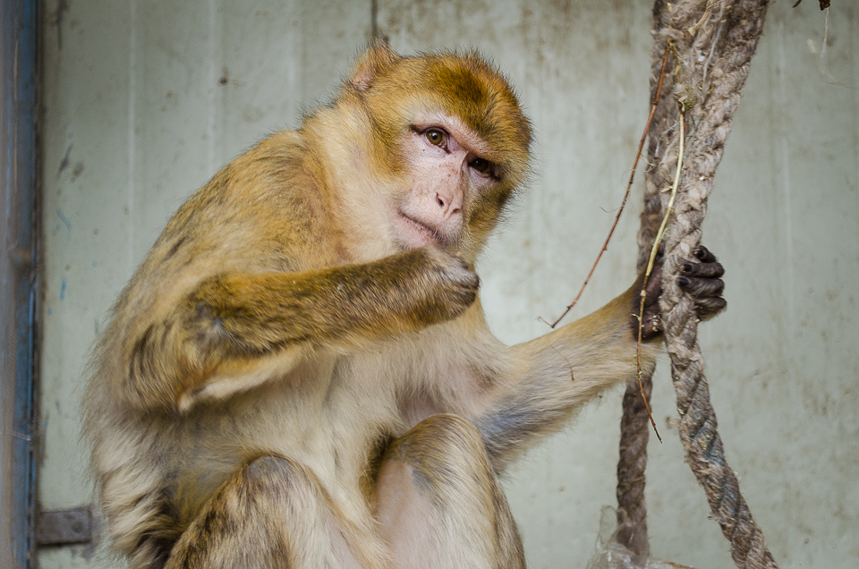 Макака-резус Лола, «супруга» Ван Дамма.