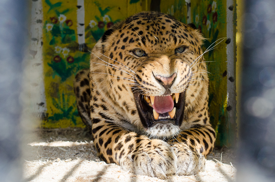 Африканский леопард по имени Тарзан.