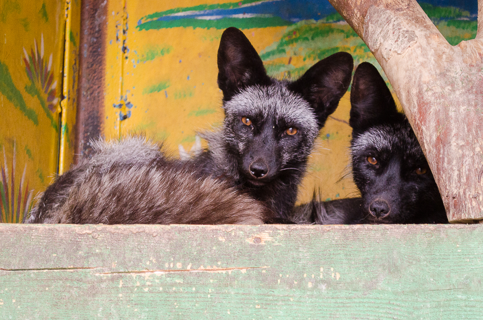 Чернобурые лисы.