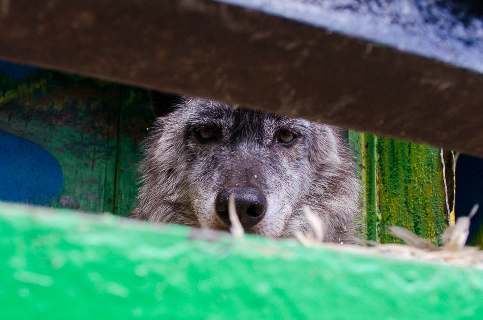 Канадский волк. Его отца увезли в Улан-Удэ на вязку с лайкой.