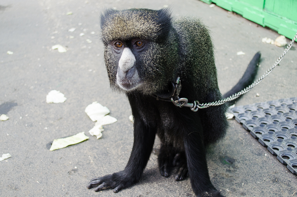 Белоносая мартышка Филипп.