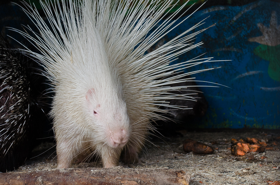 Дикобраз.