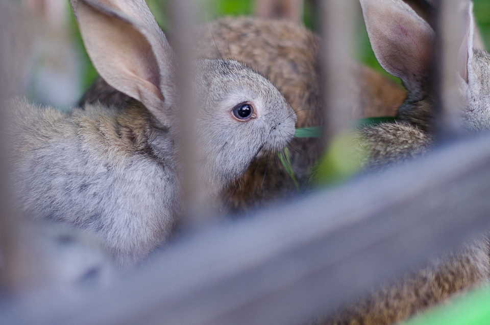 Кролики.