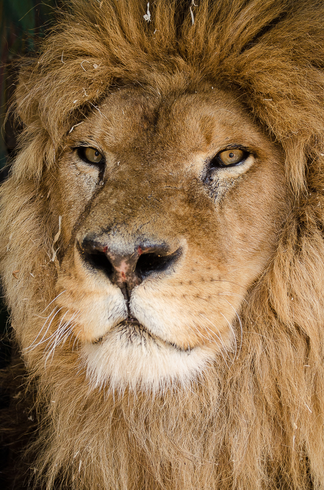 Африканский лев, 9 лет.