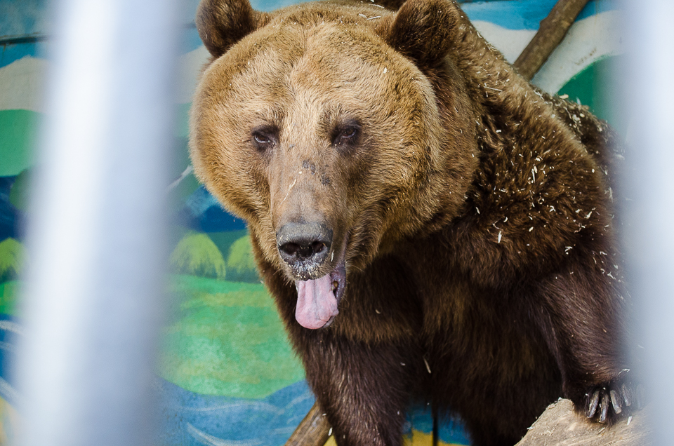 Медведица Маша.