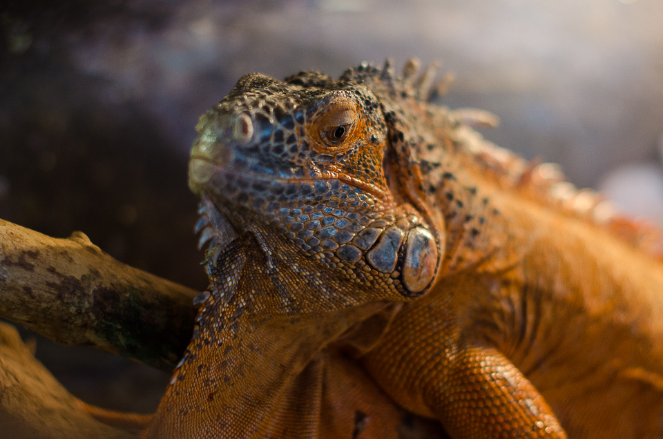 Игуана.