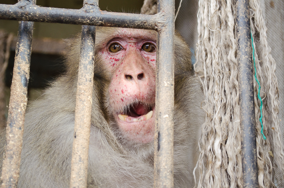 Макака-резус Ван Дамм. Самый «злой» обитатель зоопарка.