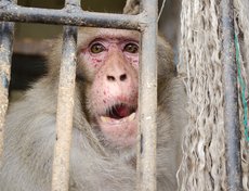 Макака-резус Ван Дамм. Самый «злой» обитатель зоопарка.