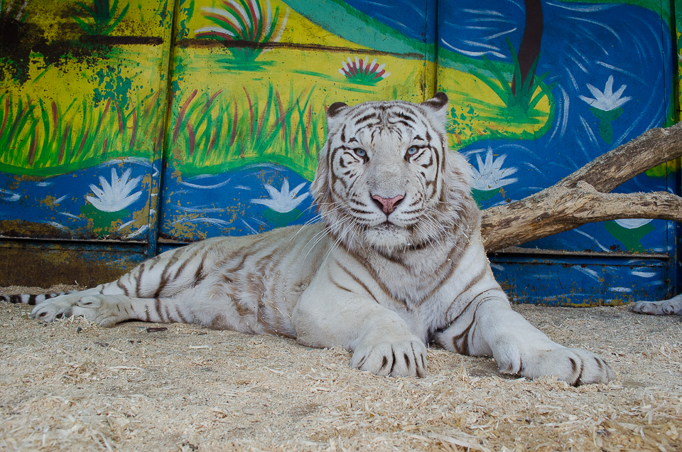 Индийский тигр Вася.