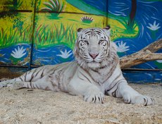 Индийский тигр Вася.