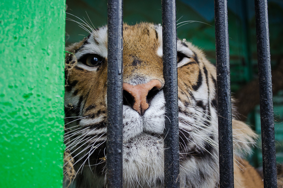 Амурский тигр.