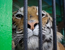 Амурский тигр.