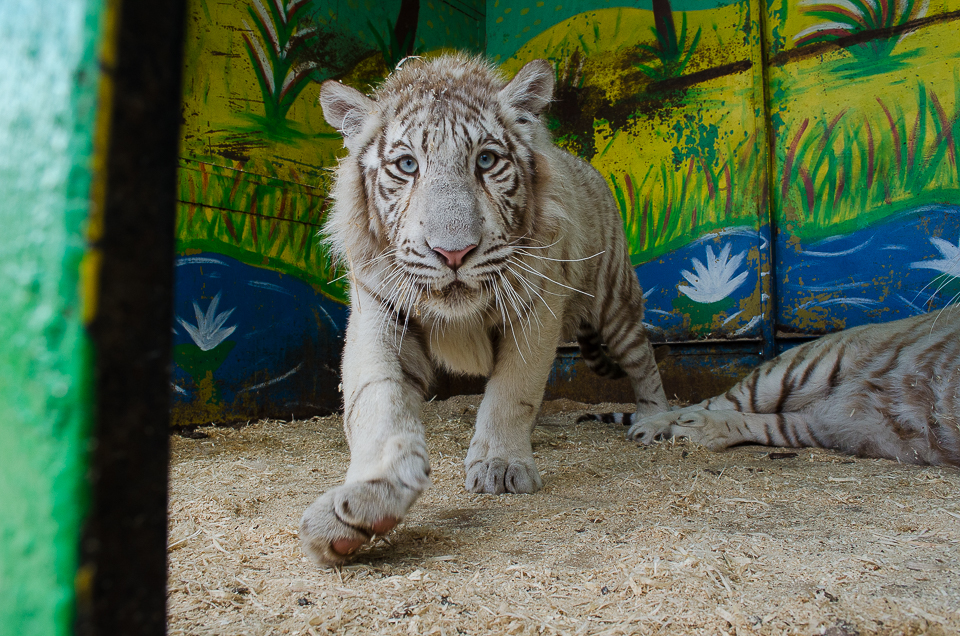 Индийских тигров зоопарк выменял на медвежат.