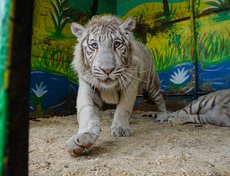 Индийских тигров зоопарк выменял на медвежат.