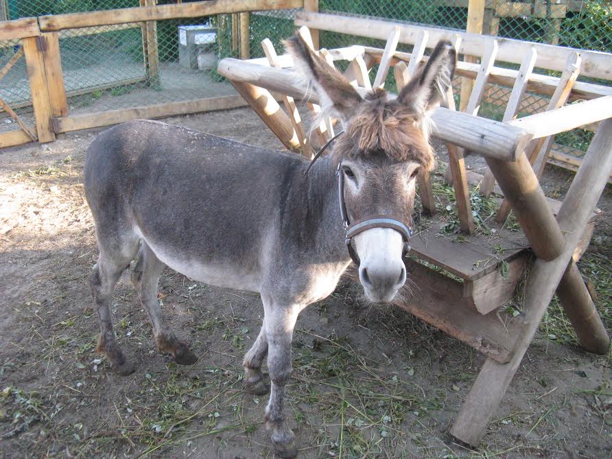 Постепенно зоопарк разрастался. Были приобретены пони и ослики.