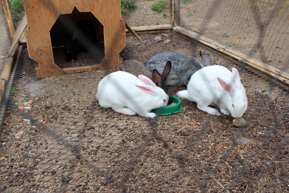 В контактный зоопарк приносят множество животных. Часто отдают декоративных кроликов.