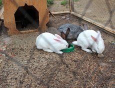 В контактный зоопарк приносят множество животных. Часто отдают декоративных кроликов.