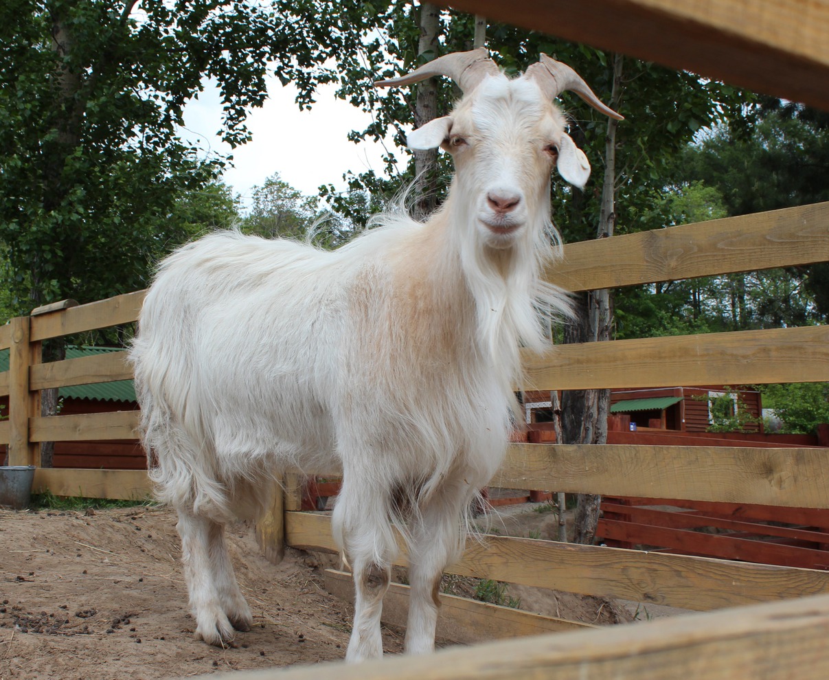 И альпийский молодой козел Лелик.