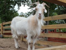 И альпийский молодой козел Лелик.