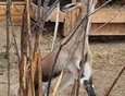 Нубийская коза Аврора.