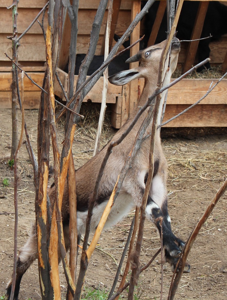 Нубийская коза Аврора.