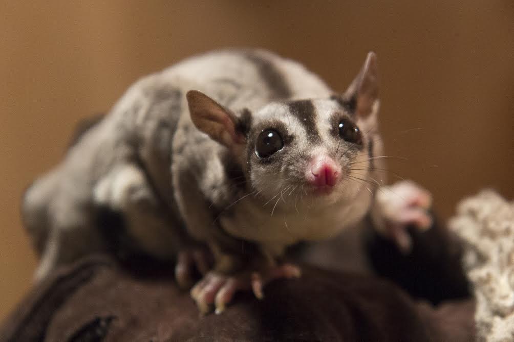 Сахарный поссум Джульетта.