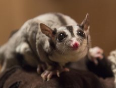 Сахарный поссум Джульетта.