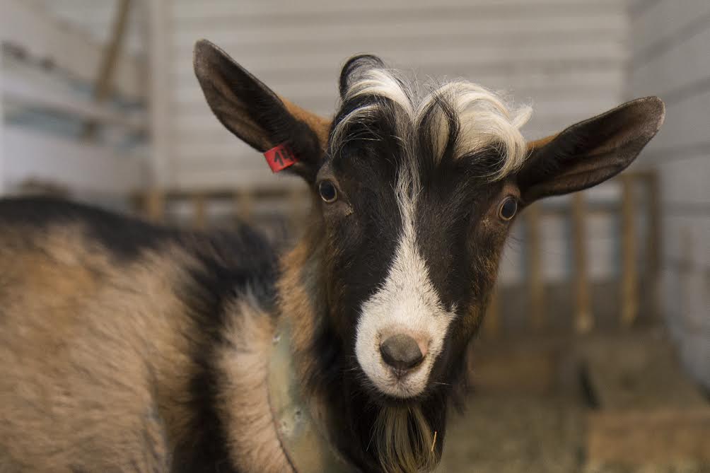 Постепенно после куриц появились козы и бараны. Сегодня в контактном зоопарке живет трехлетний козел Александр.