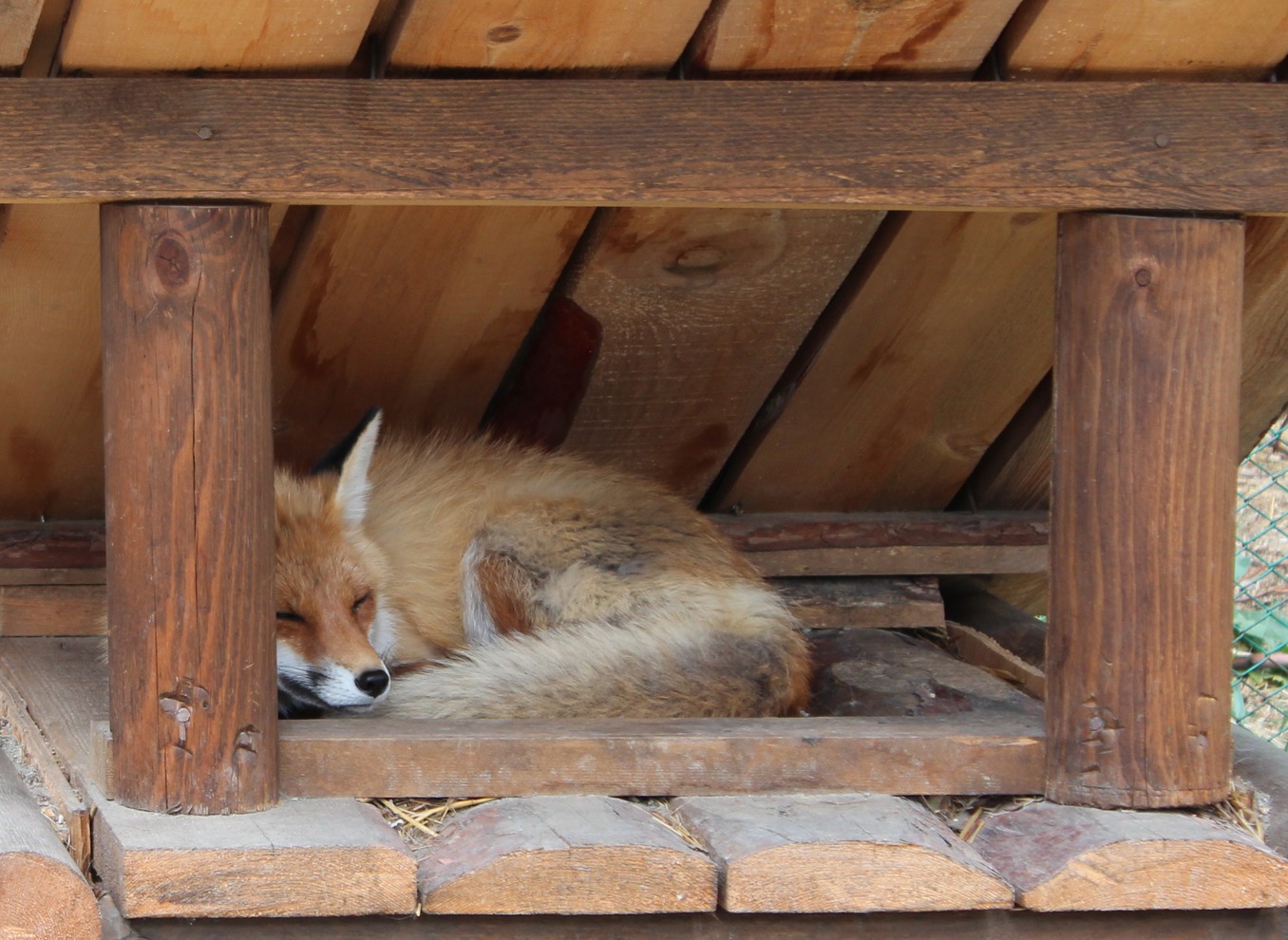 Молодую лису в зоопарк привез водитель-дальнобойщик. Находясь в рейсе, он подобрал ее на трассе и увез в Иркутск.