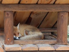 Молодую лису в зоопарк привез водитель-дальнобойщик. Находясь в рейсе, он подобрал ее на трассе и увез в Иркутск.
