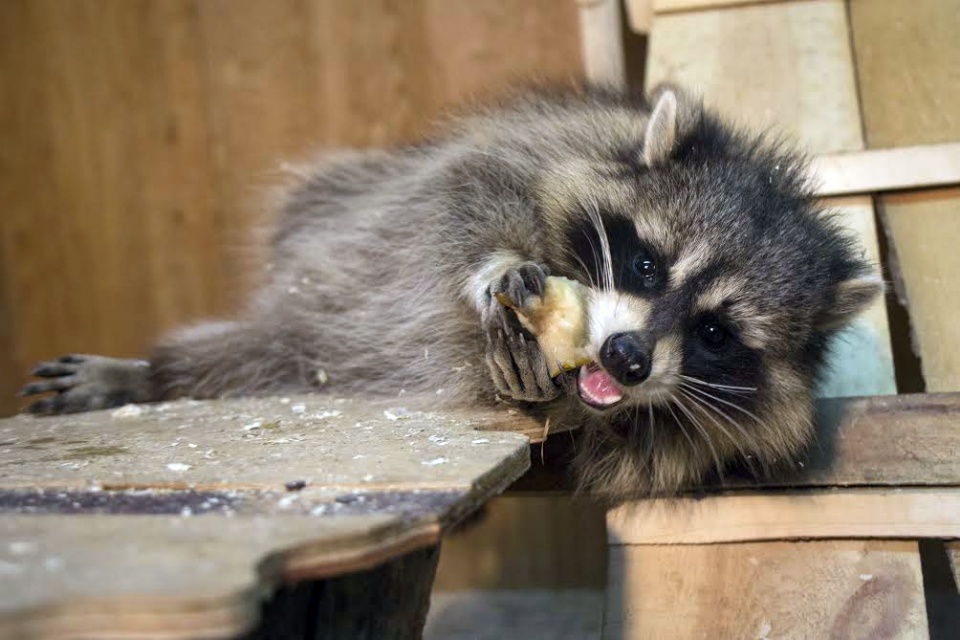 Енот Нафаня — любимец публики. Он уже привык к популярности и знакомится с каждым гостем.