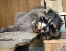 Енот Нафаня — любимец публики. Он уже привык к популярности и знакомится с каждым гостем.