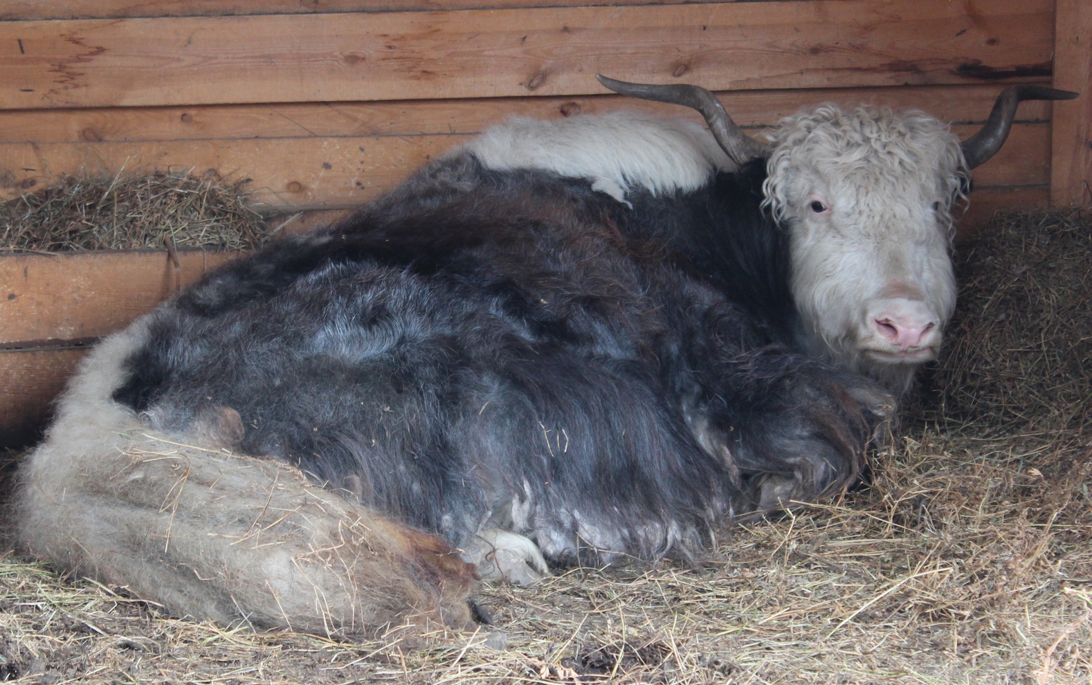 Помимо знакомых в нашей местности животных есть и такие, которых встретишь далеко не везде. Як Тоша — массивное и неторопливое животное, кажется, отлично освоился.