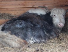 Помимо знакомых в нашей местности животных есть и такие, которых встретишь далеко не везде. Як Тоша — массивное и неторопливое животное, кажется, отлично освоился.