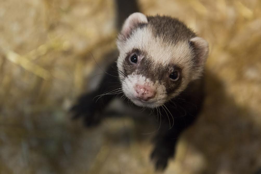 Хорек Арчи.