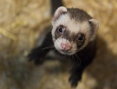 Хорек Арчи.