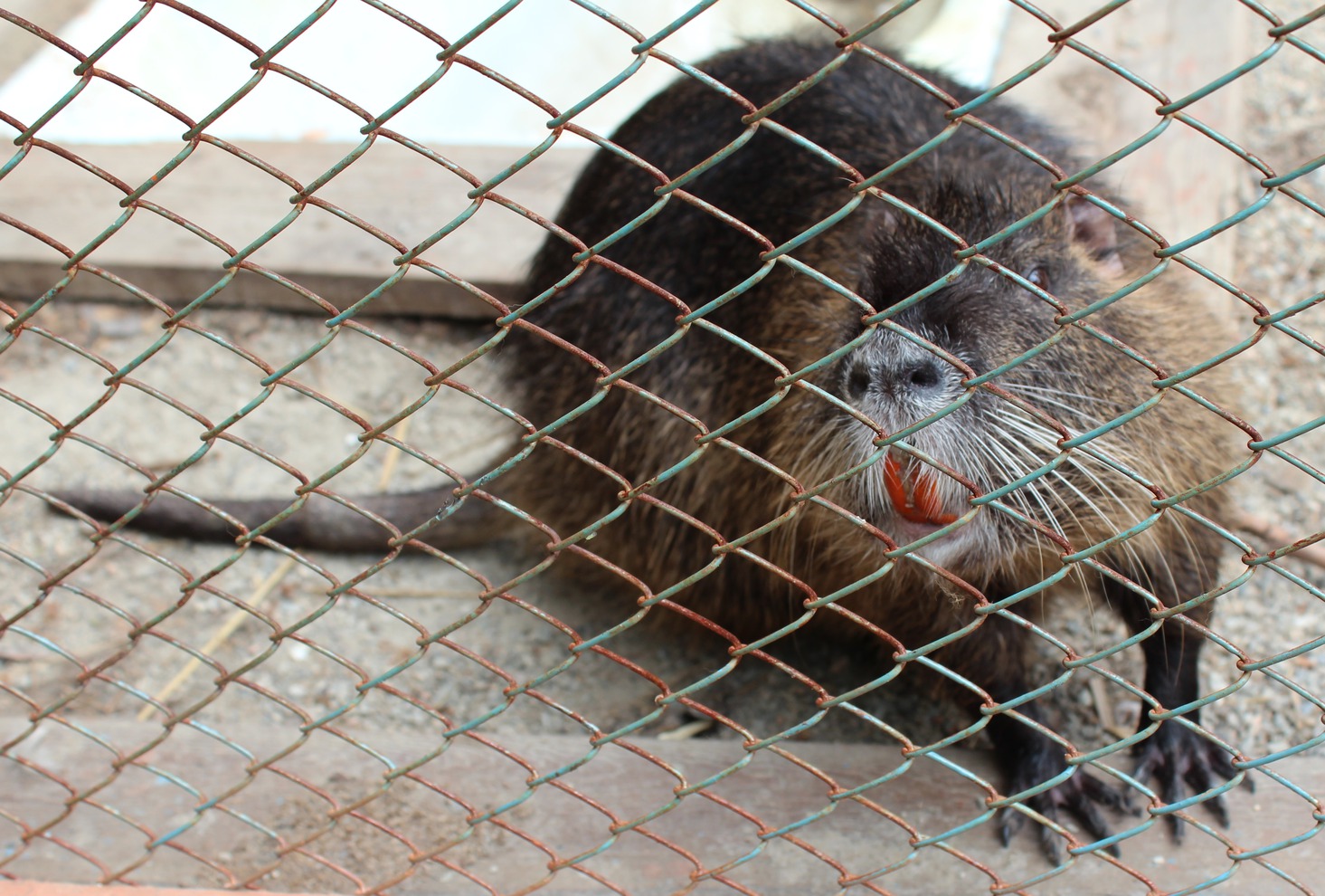 Ондатра Анатолий. Животное в прошлом году принесли горожане.