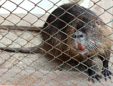 Ондатра Анатолий. Животное в прошлом году принесли горожане.