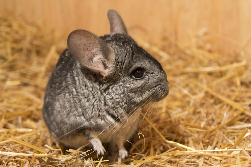 Шиншилла Соня.