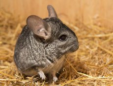 Шиншилла Соня.