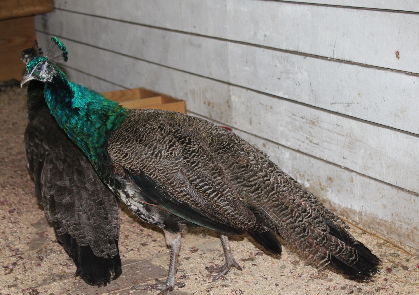 Вальяжный павлин обходит владения с осмотром, иногда распускает величественный хвост, чтобы подруги не забывали, кто в доме хозяин.