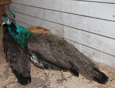 Вальяжный павлин обходит владения с осмотром, иногда распускает величественный хвост, чтобы подруги не забывали, кто в доме хозяин.