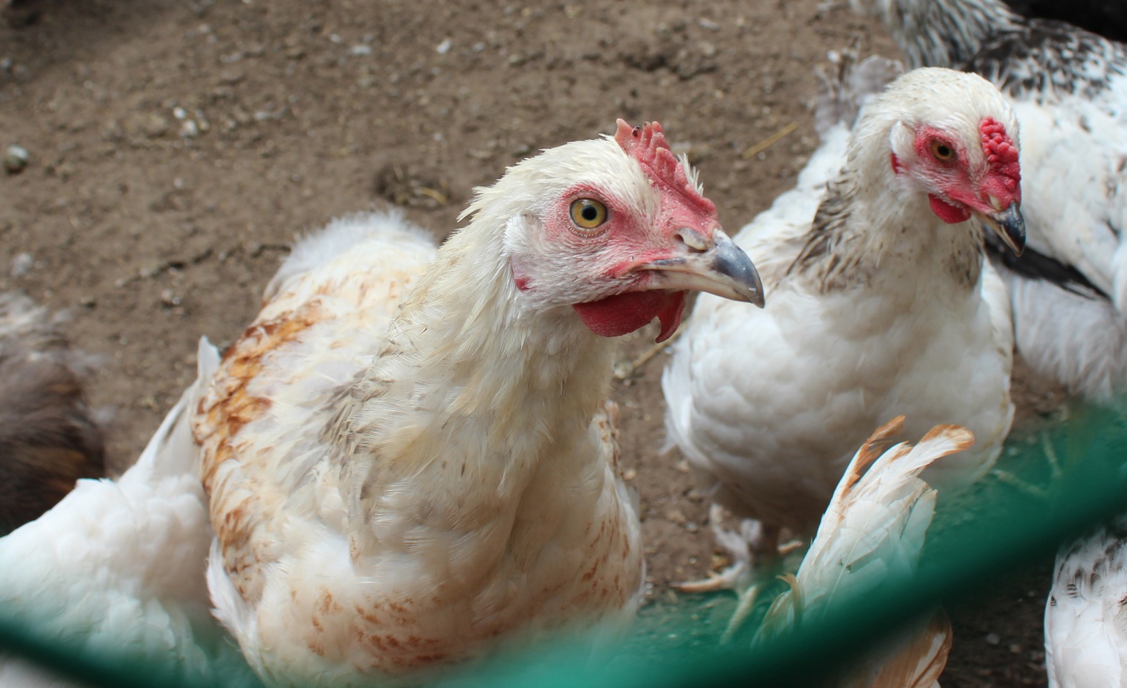 Все начиналось с обычных куриц, их привезли первыми. Денег на покупку животных не было. Все строилось своими руками, с рекламой и оформлением помогали друзья и партнеры.