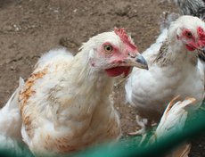 Все начиналось с обычных куриц, их привезли первыми. Денег на покупку животных не было. Все строилось своими руками, с рекламой и оформлением помогали друзья и партнеры.