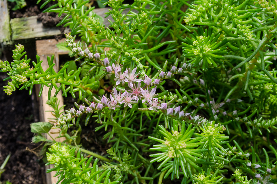 Седум для фигур.