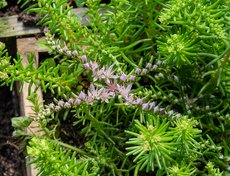 Седум для фигур.