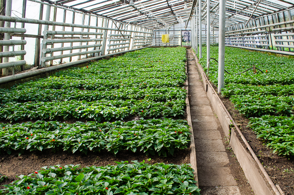 Чтобы растения были крепкими, на них обрывают цветы.