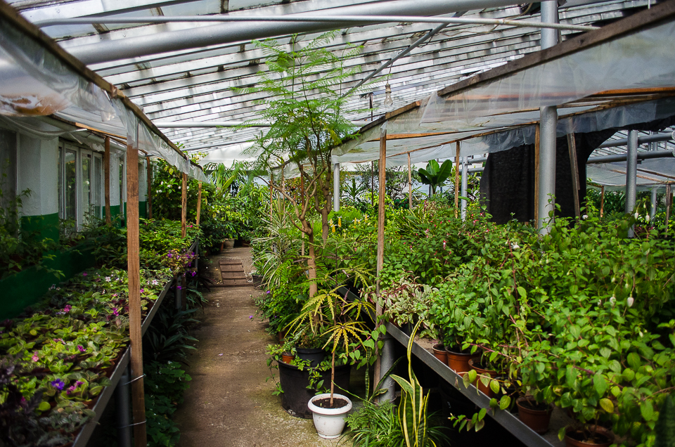 Клиенты идут один за другим, покупают рассаду для дачи.